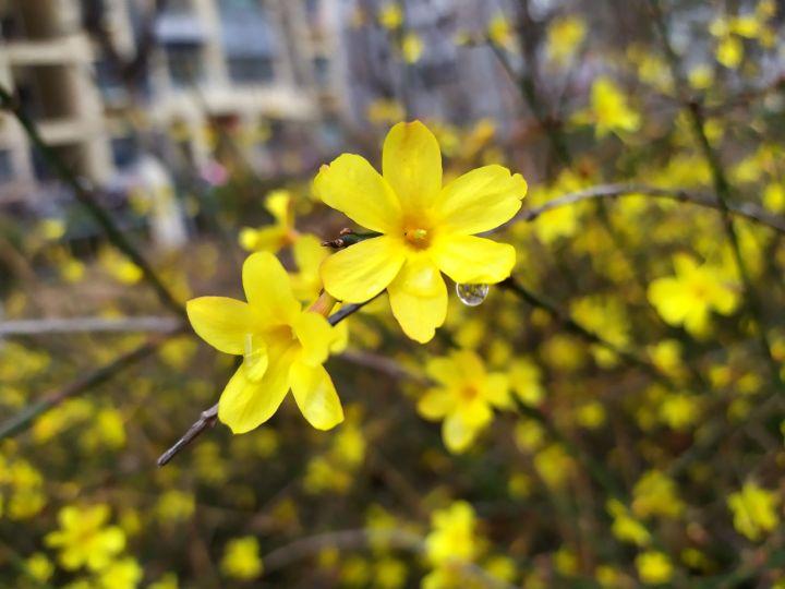 春雨洗礼 迎春花随拍 迎春花花语 相爱到永远 知乎