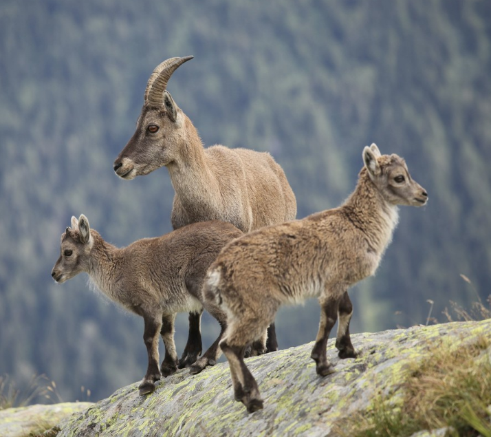 年活理山地人野山羊