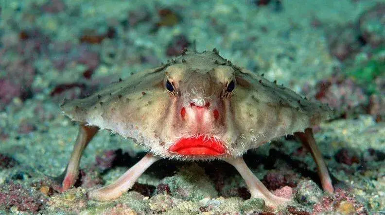 最丑鱼类汇总 - 知乎