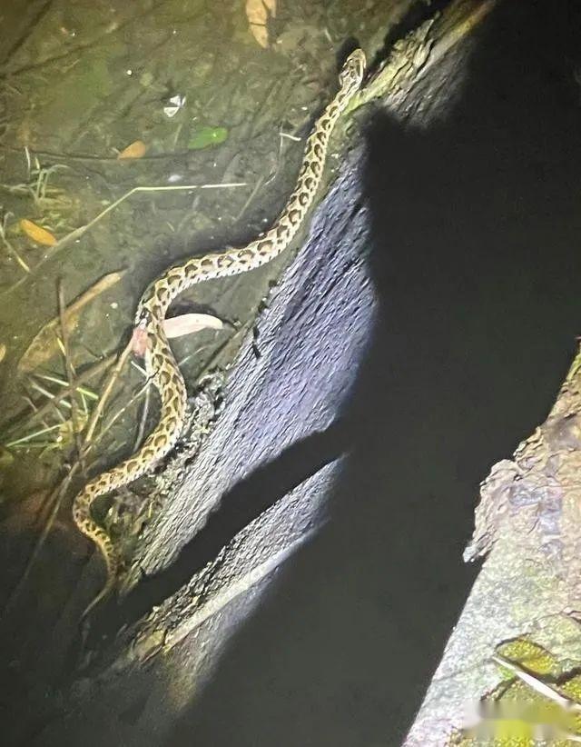 九死一生!上海男子夜钓偶遇本土唯一剧毒蛇,放生时差点被咬