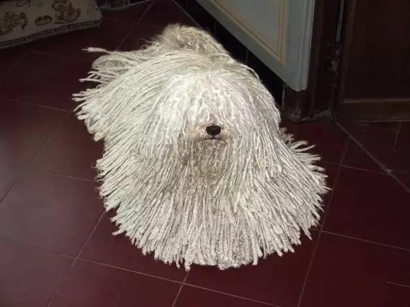 "墩布狗""拖把狗" ——波利犬,原产地匈牙利,其实刚培育出波利犬的