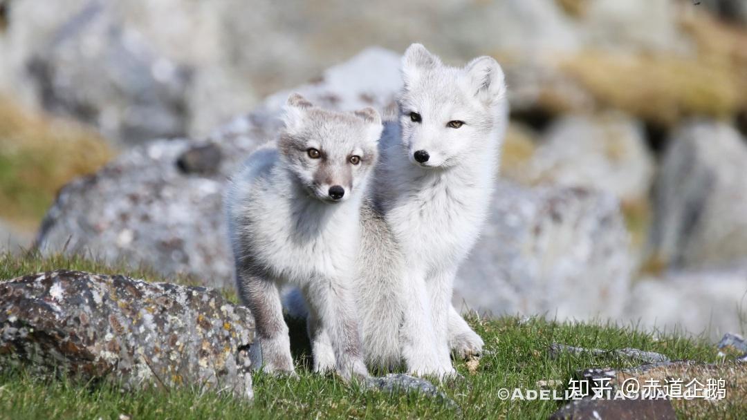 7月10日又是一个小高潮,看到了无数的驯鹿和两只超级萌超级甜的小狐狸