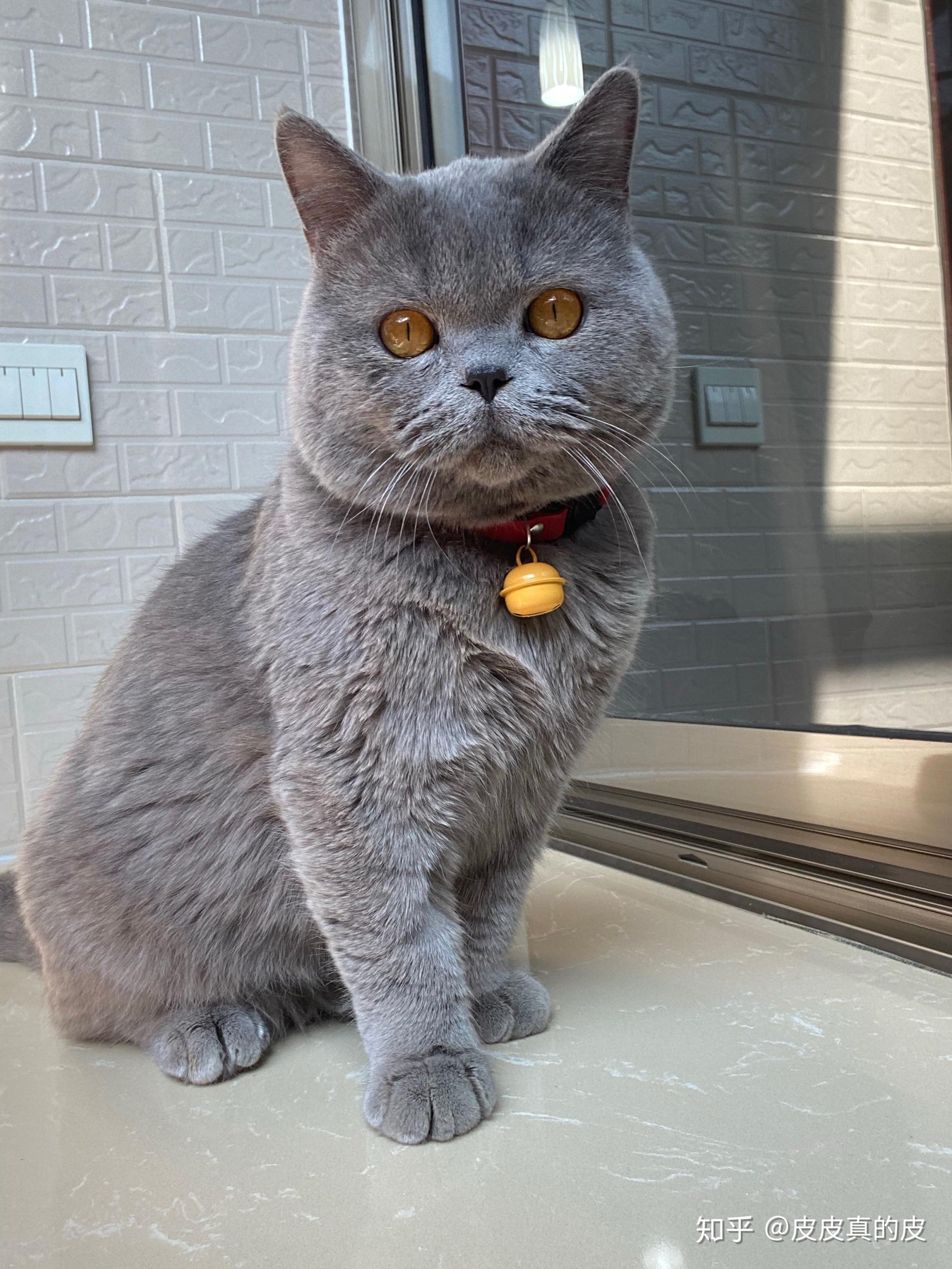 近两岁的蓝猫为什么不发腮