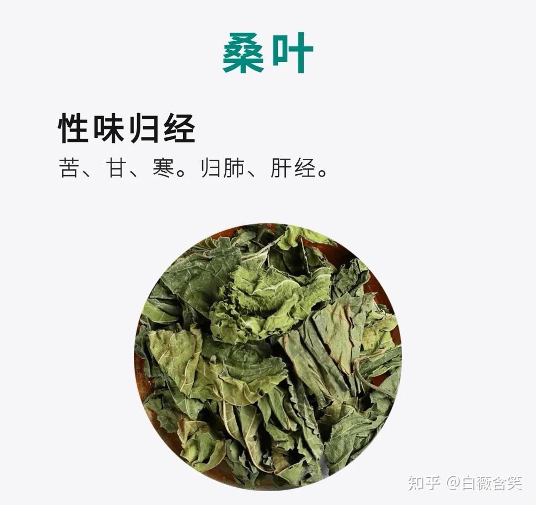 浑身是宝的桑树之叶—中药桑叶 - 知乎