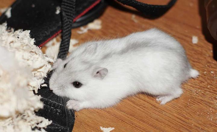 上班族学生党萌宠必备 仓鼠篇 知乎