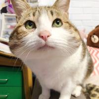 猫叔大白小学教师