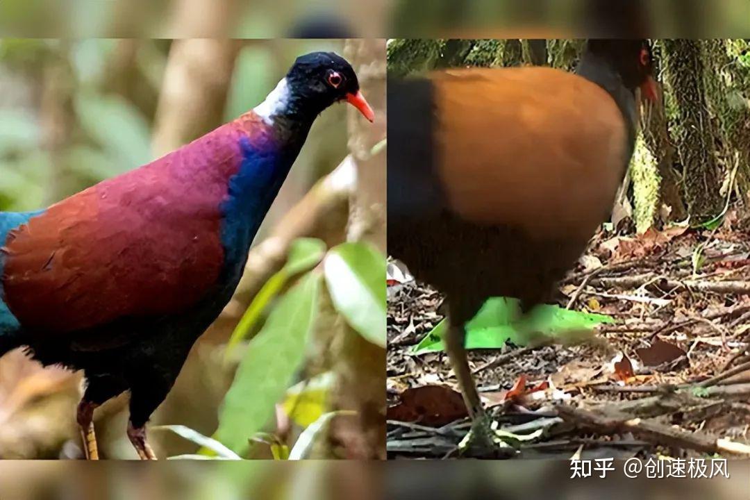 140年后再现!黑枕雉鸠惊艳回归,谜团暗藏华南虎存活? - 知乎