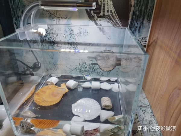 纯新手青鱂鱼卵孵化历程