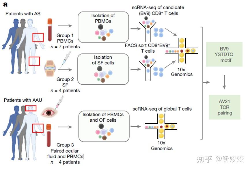 【Nature】10x Genomics单细胞免疫组揭示HLA-B*27相关的自身免疫疾病的发病机制 - 知乎