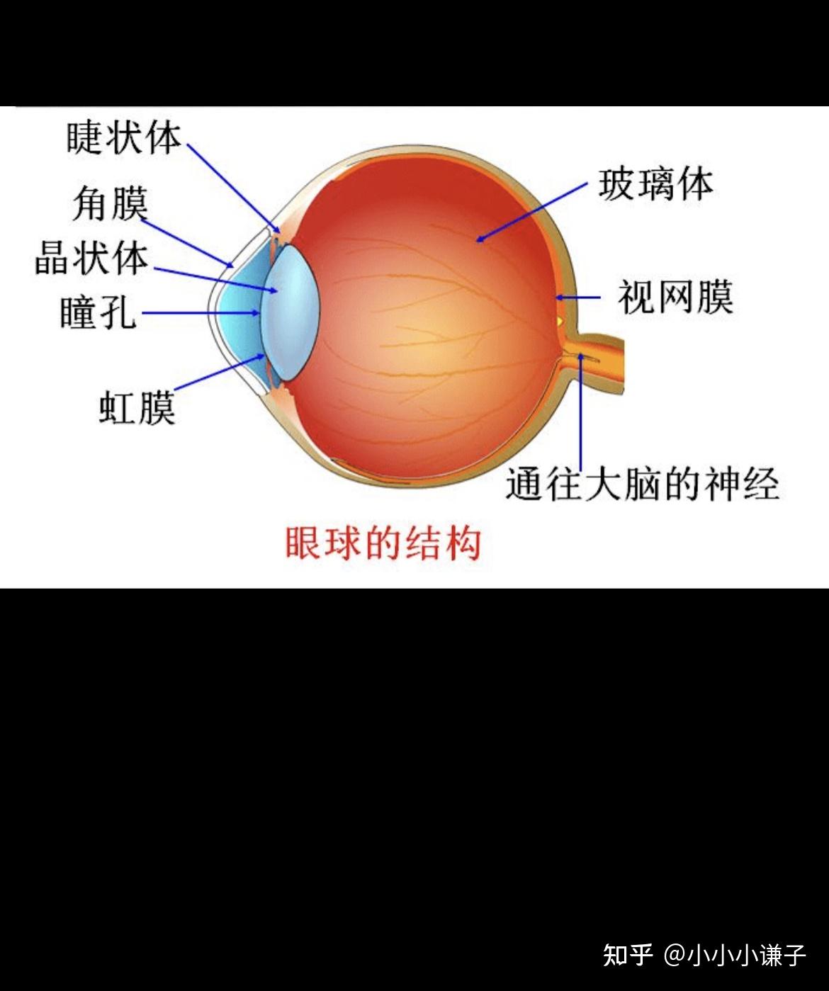 保护眼睛,从了解眼睛开始 - 知乎