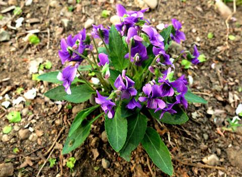 大家比较熟悉荠菜,蒲公英,苦苣,车前草,马兰等,但很少人知道紫花地丁