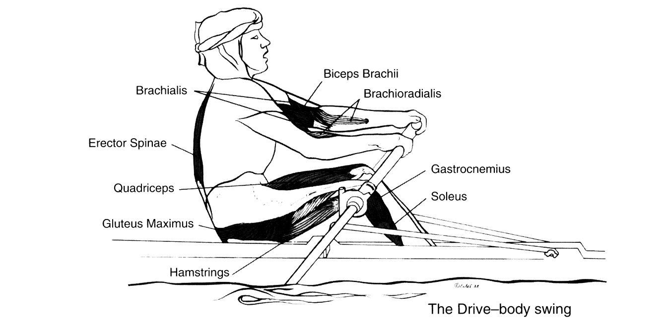 quadriceps femoris图片