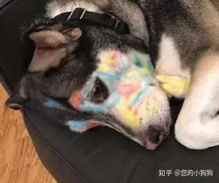 狗:"生活对我下手了…" - 知乎