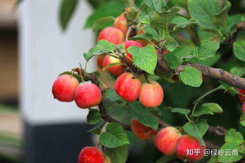 四季常绿,一年四季都能花开挂果,但是在秋后是丰果期,初果为绿色,然后