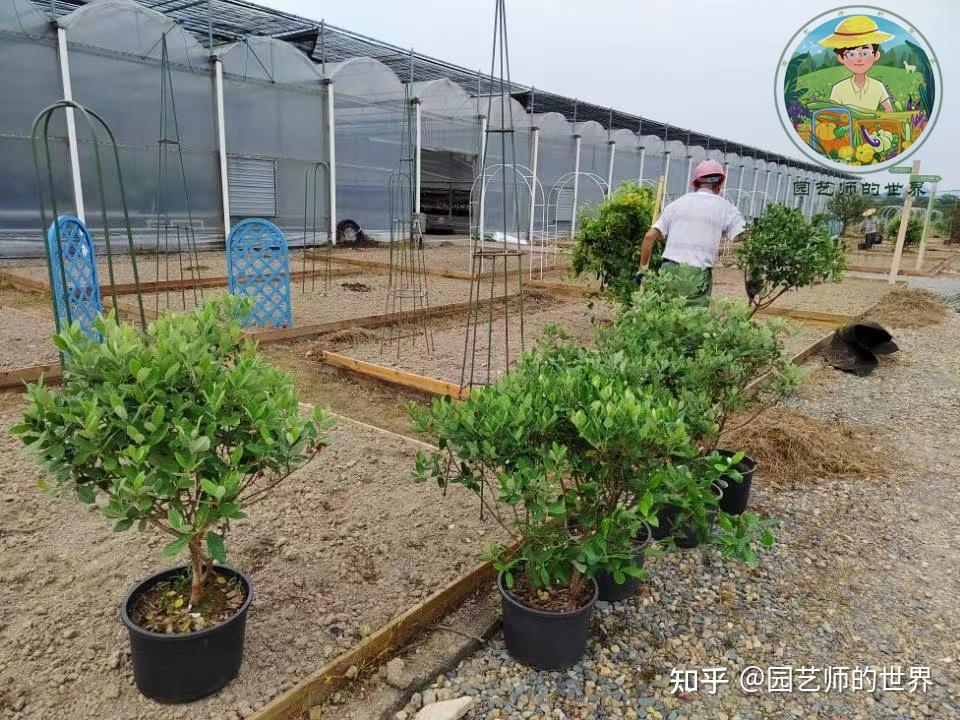 食用景观花园造园记系列(6)——食用景观植物栽植 - 知乎