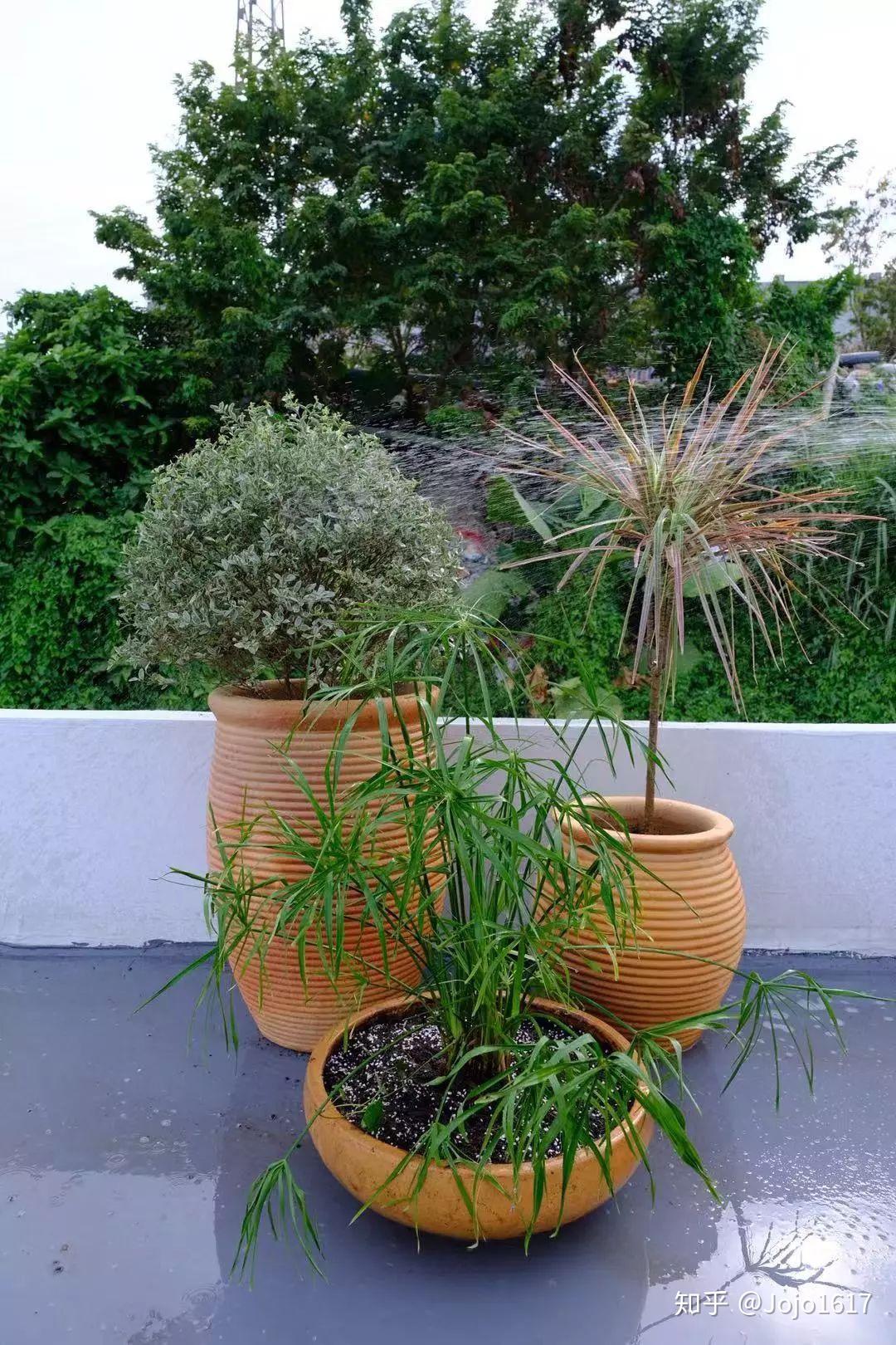 从无到有的楼顶天台绿植设计承载了太多美好