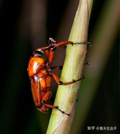 这可是竹林的一大害虫,以竹笋为食,导致竹林严重受损.