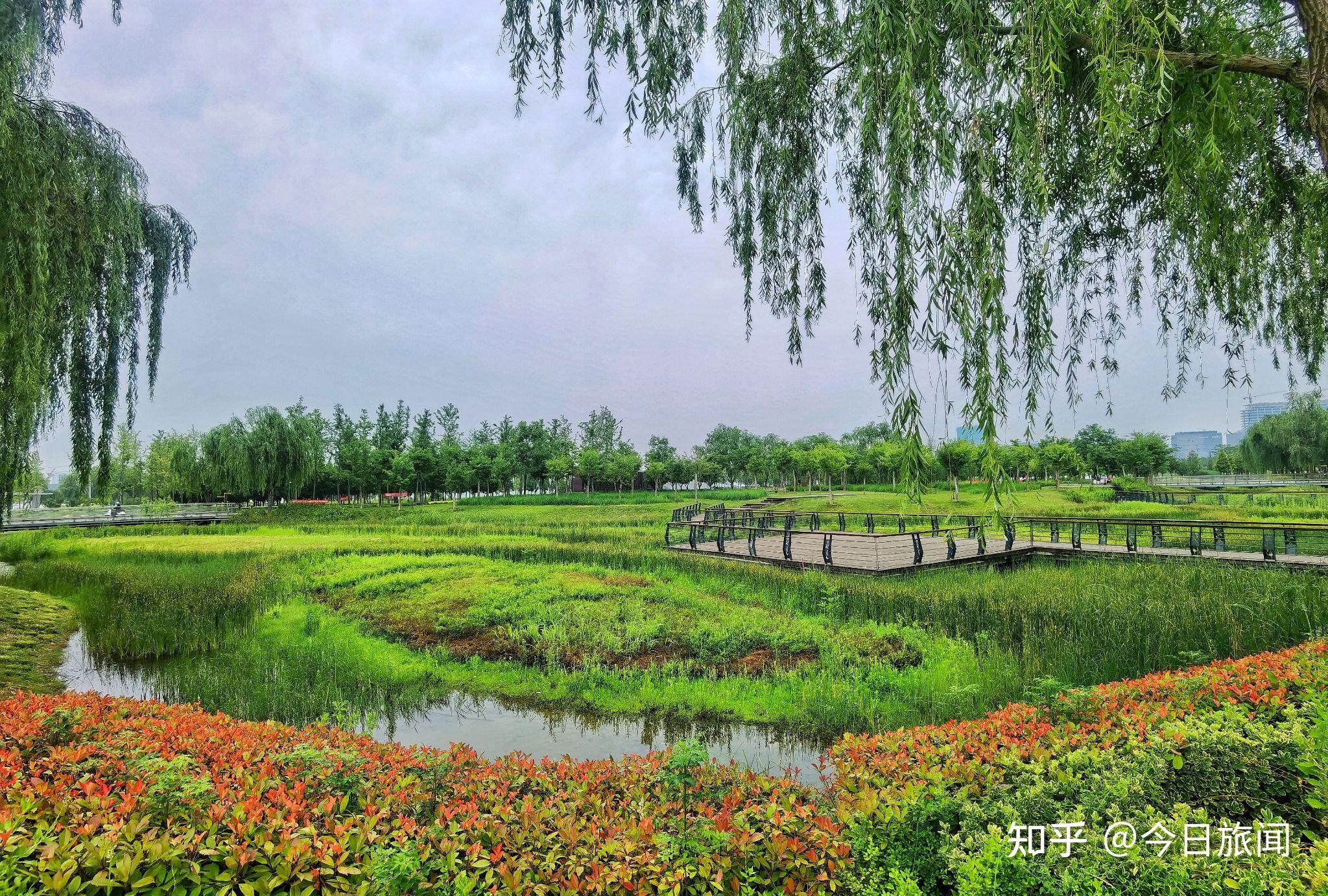 河南鄭州龍湖溼地公園的雨後景觀真是綠色養眼