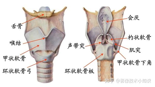 喉的CT解剖 - 知乎