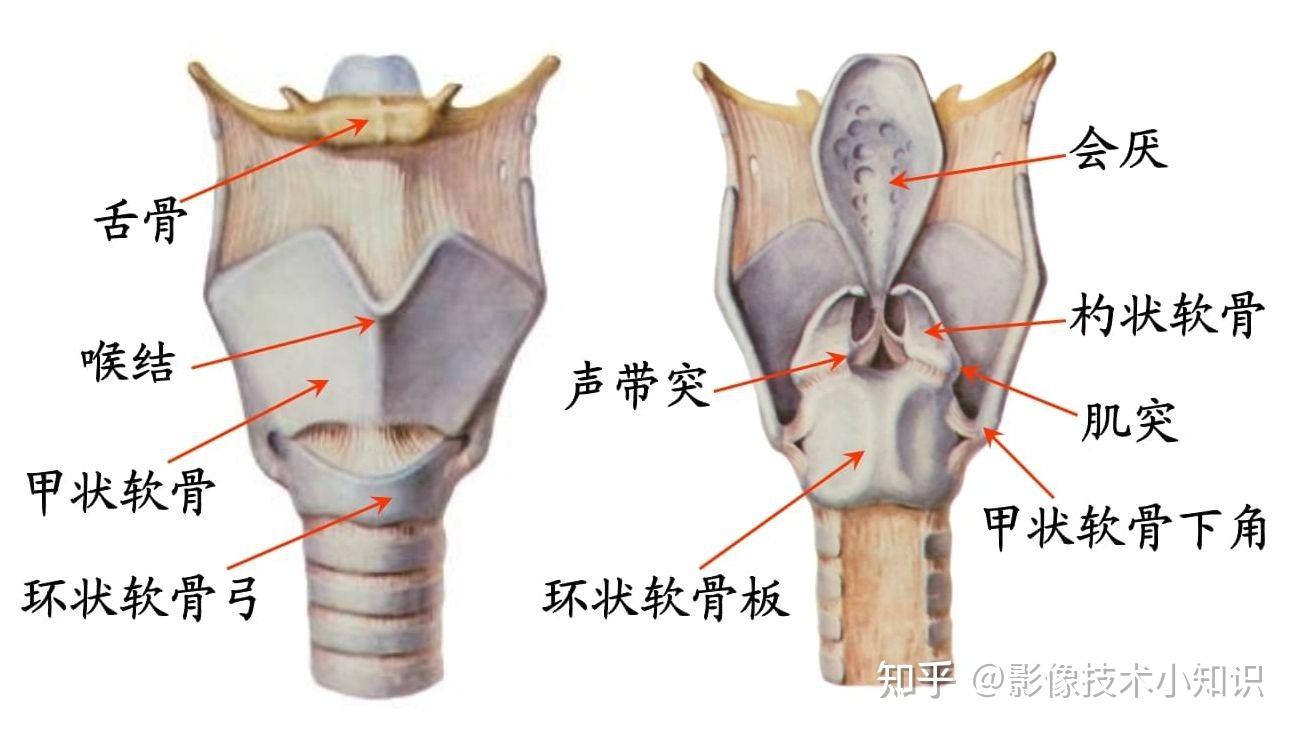 环状软骨ct解剖图图片