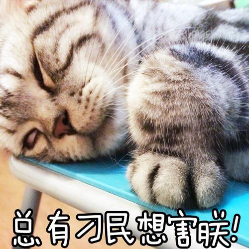 猫奴们 夏天养猫要注意以下几点 武汉恋上猫舍整理 知乎