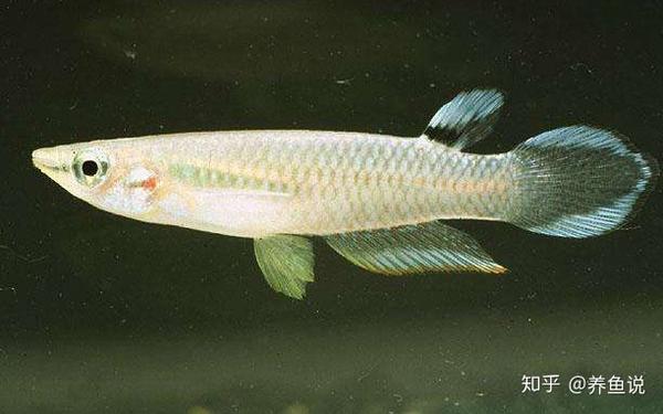 鱼缸水面有油膜和在脏东西 哪些鱼可以清洁 这3类观赏鱼能胜任 知乎