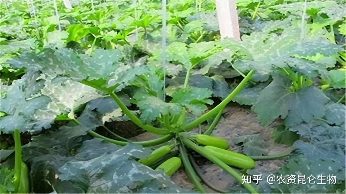 怎麼預防西葫蘆黑星病1,降低病菌隨植株生長髮展的影響,種植前可以