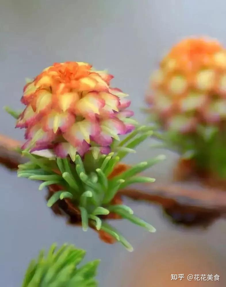 松的挺拔众所周知,但松树开花的美丽你能想象的到吗? - 知乎