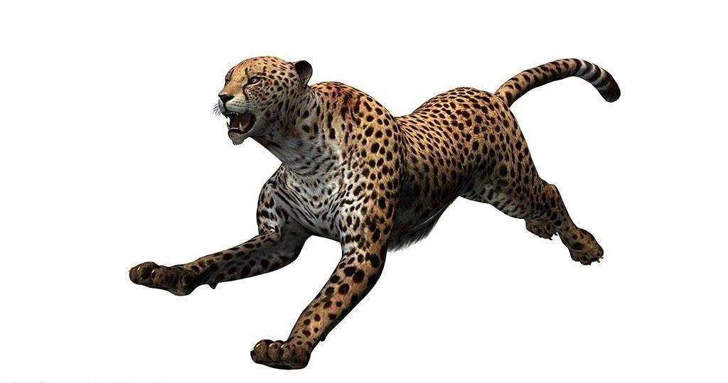 第二式豹形拳还之彼身谈判五形拳