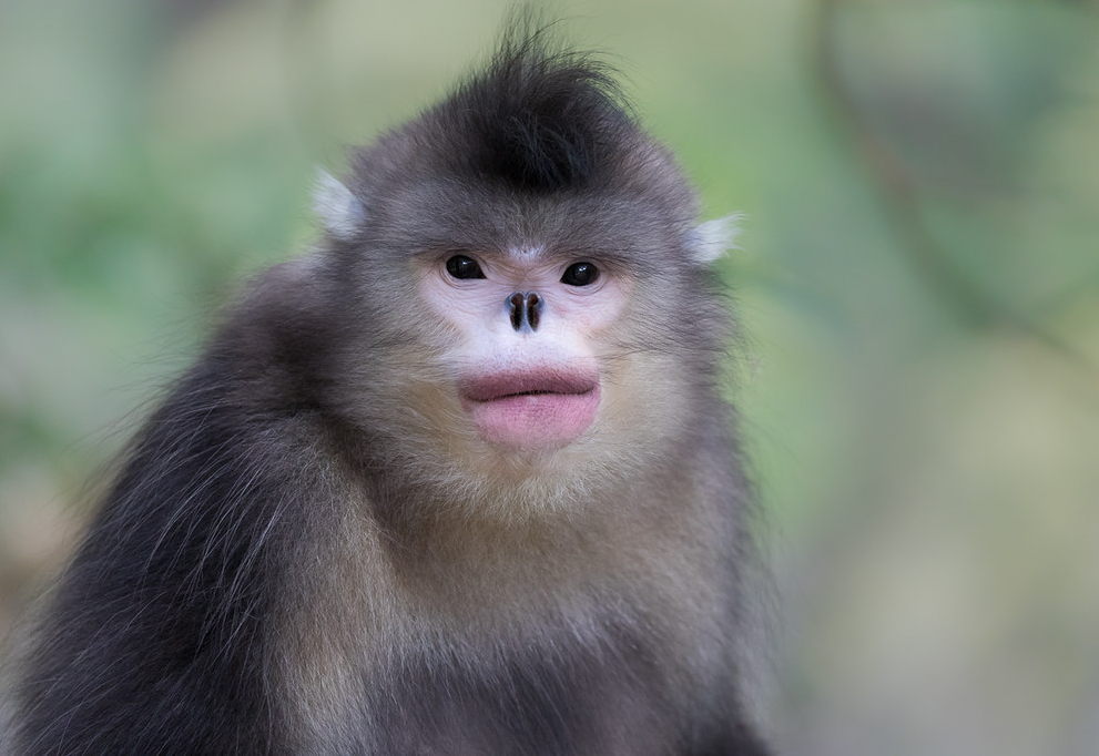 动物篇89灵长目猴