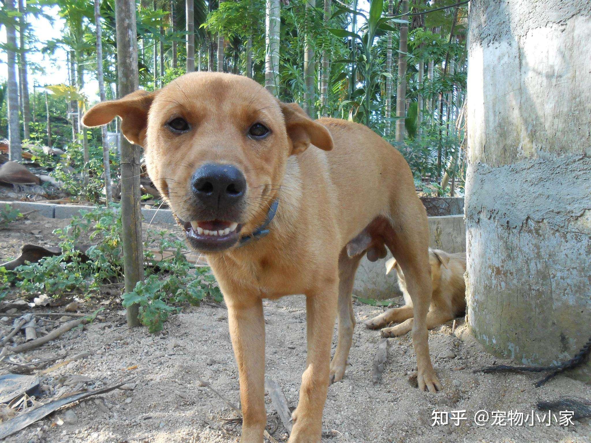 土狗就是中华田园犬?盘点6大土狗,你都认识吗?