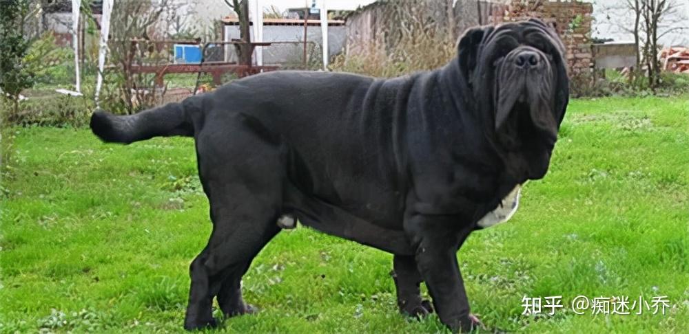 纽波利顿獒犬还曾经是意大利黑手党的护卫犬,虽然会听从主人命令,但