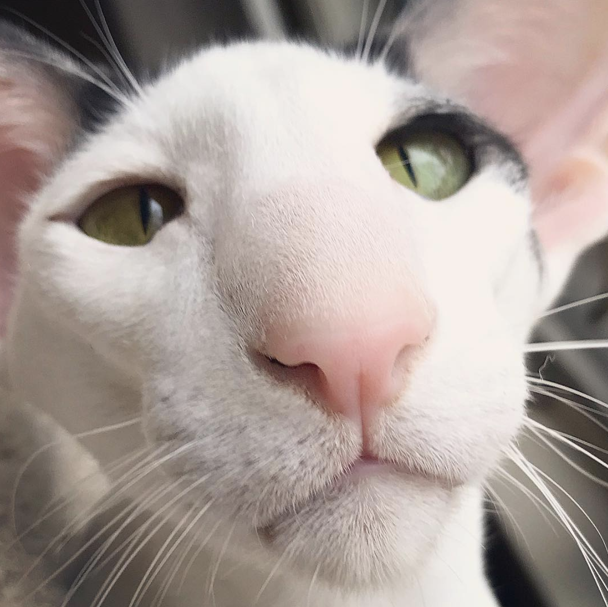 吸猫大会东方短毛猫teddy