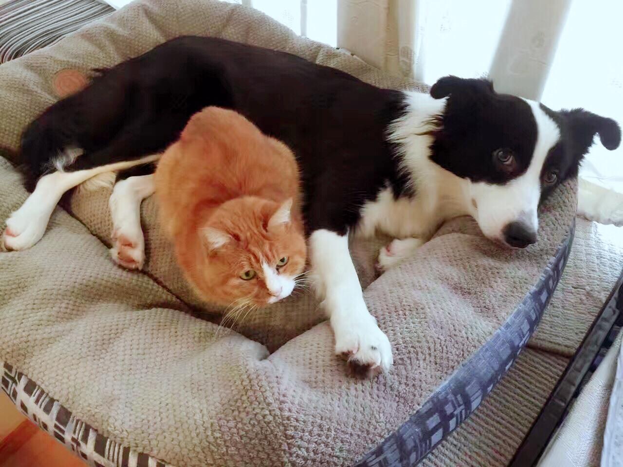 边牧智商高的表现?心眼多的表现?