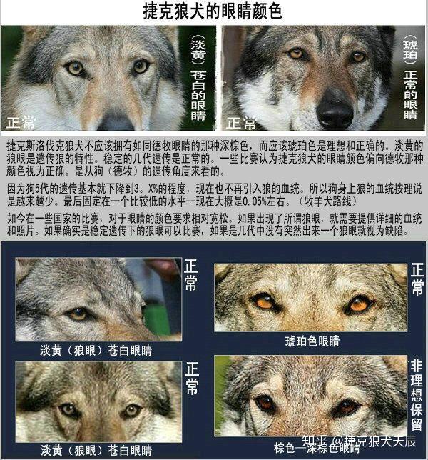 关于捷克斯洛伐克狼犬犬种评定标准 - 知乎