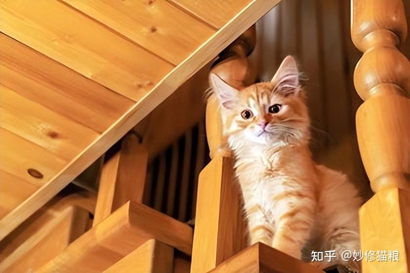 科普:养猫对人有这10个好处,难怪那么多人喜欢养猫 - 知乎