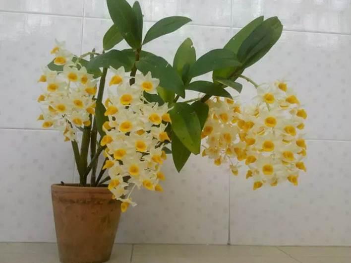 中药种植 铁皮石斛的家庭种植小方法 知乎