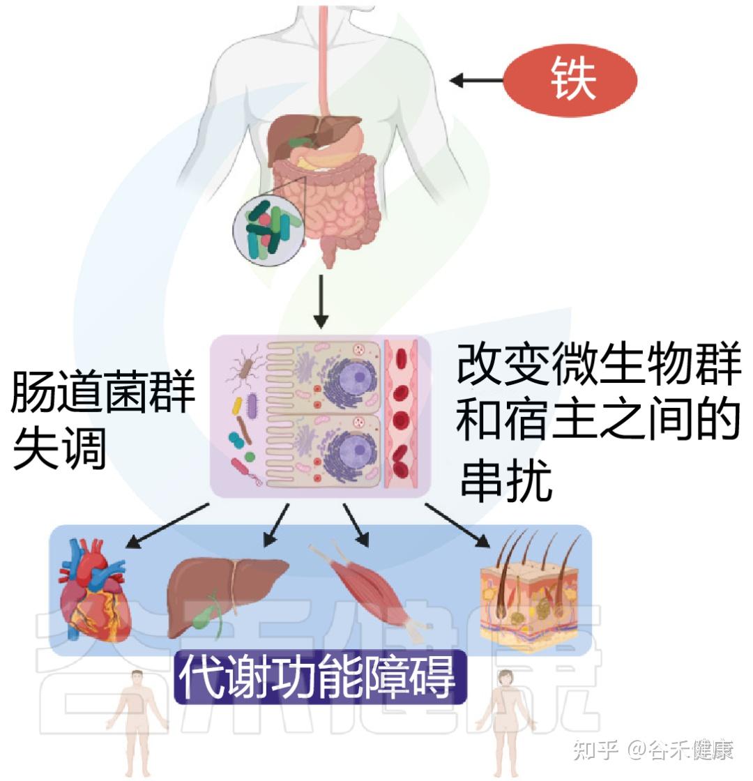 人与菌对铁的竞争吸收塑造并控制肠道潜在病原菌的生长