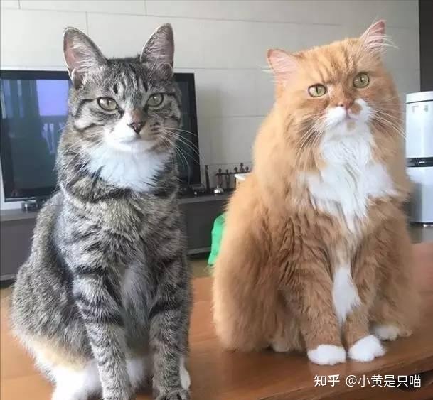 为什么公猫总是打不过母猫?这可能是“注定”的 - 知乎