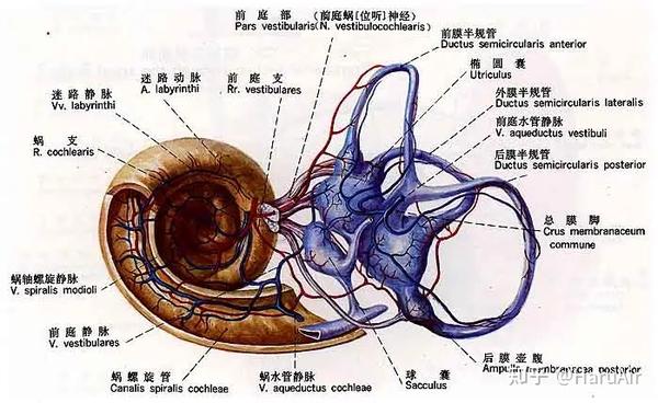 迷路动脉栓塞图片