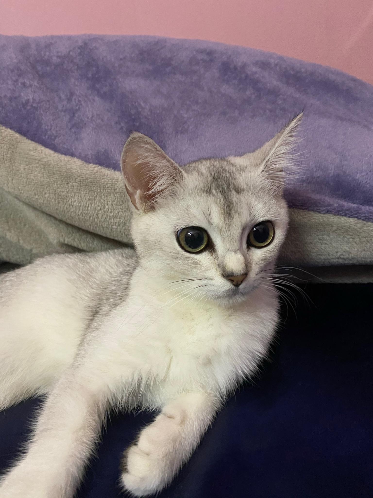 这个是英短银渐层吗