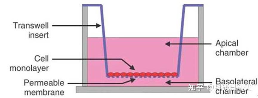 实验笔记丨transwell实验检测细胞侵袭能力 - 知乎