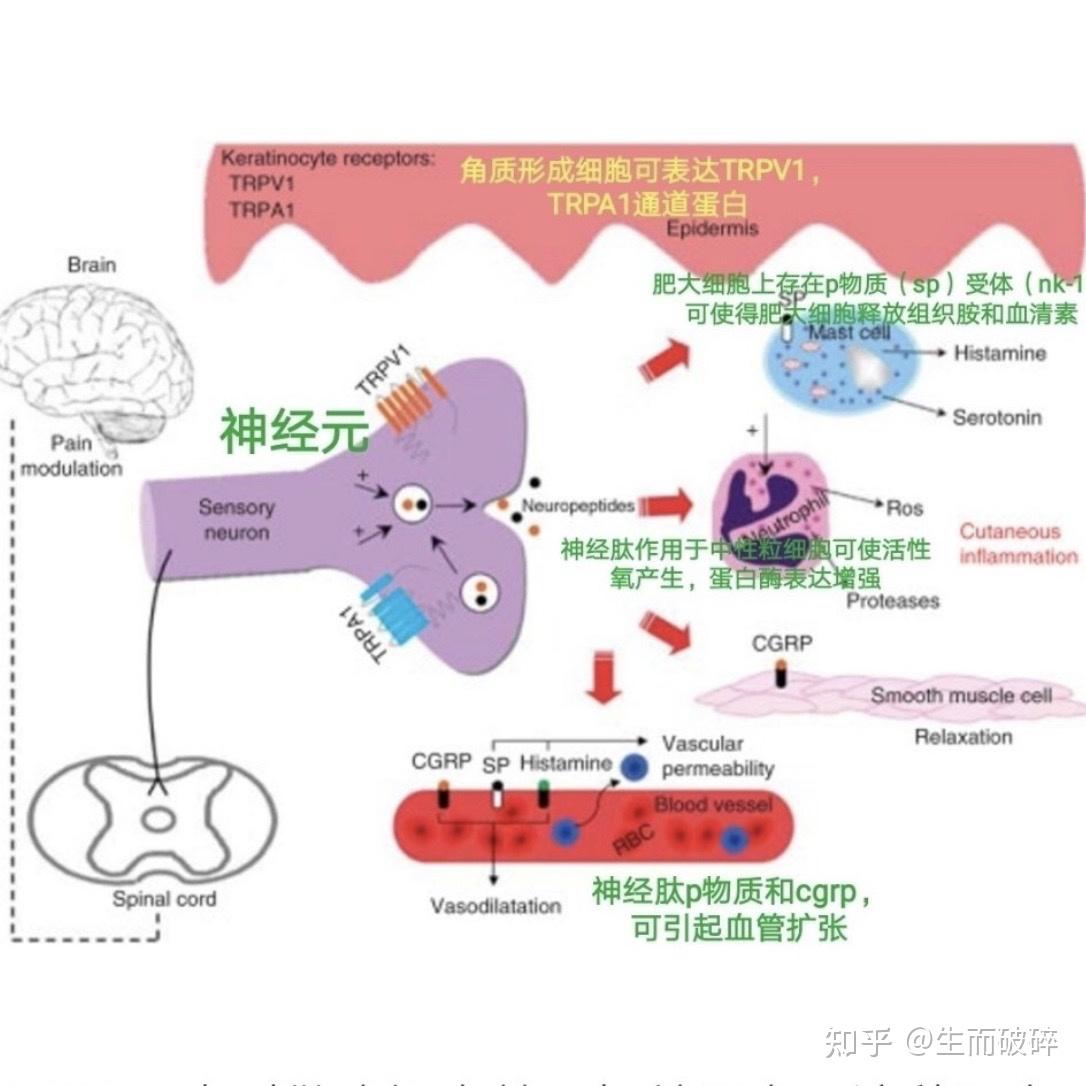神经源性炎症与玫瑰痤疮