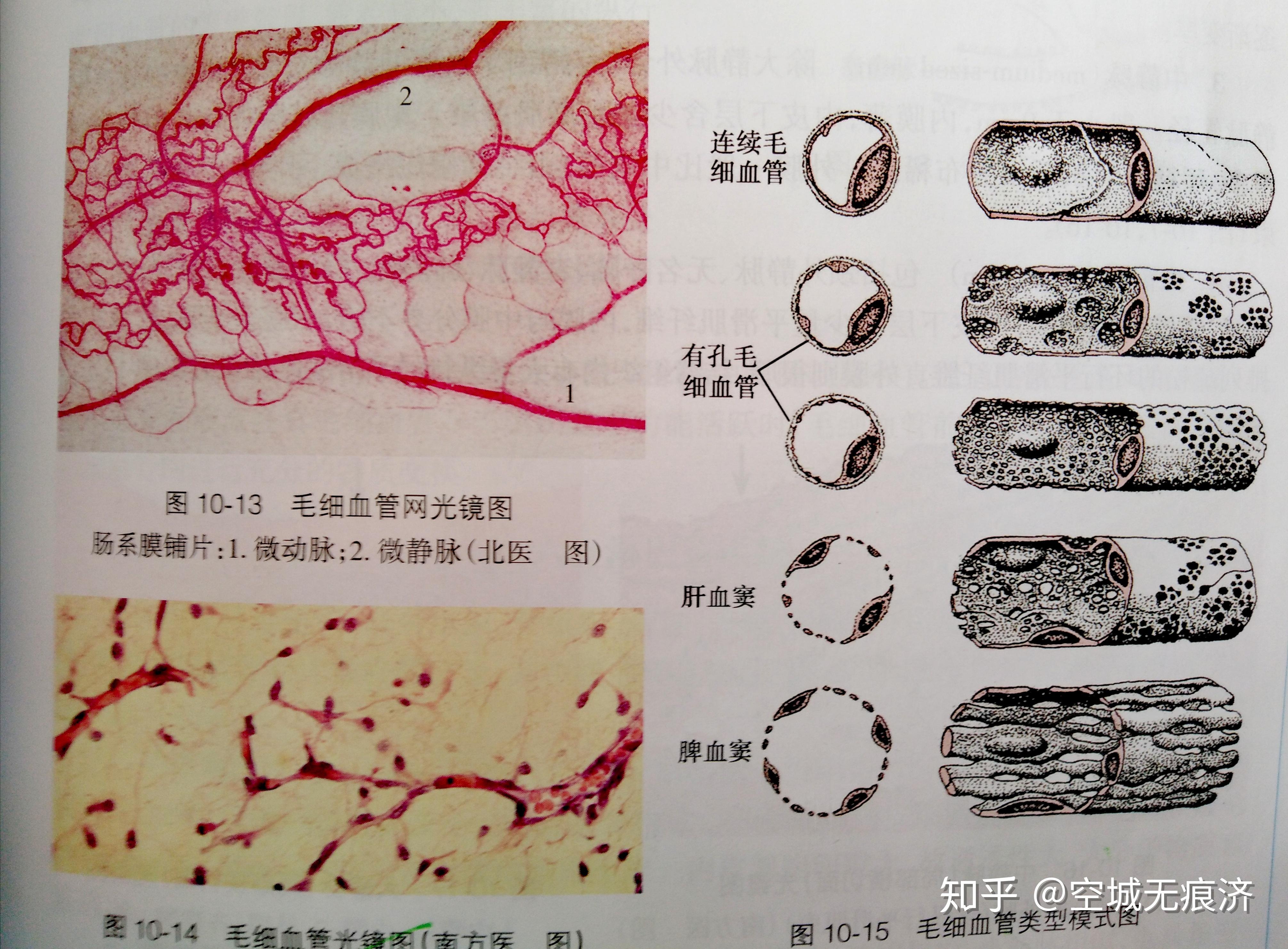 组织细胞毛细血管图片