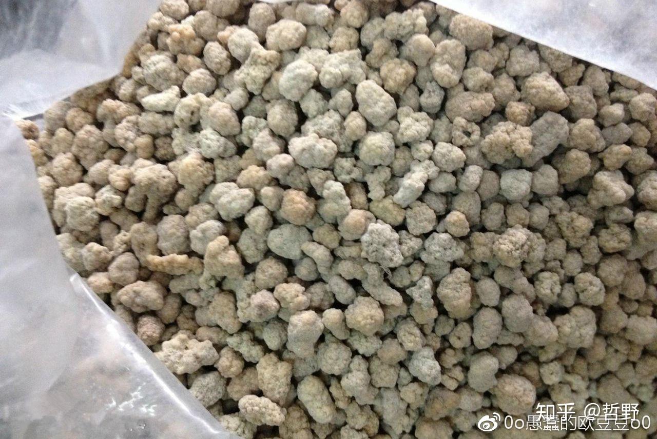 左盘龙67来源:鸽子屎67性味:咸,甘,微温67功效:驱风,消肿,生津