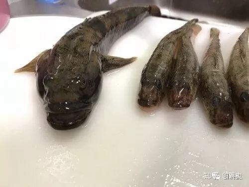 虾虎鱼明仁天皇最爱的鱼有什么花式吃法