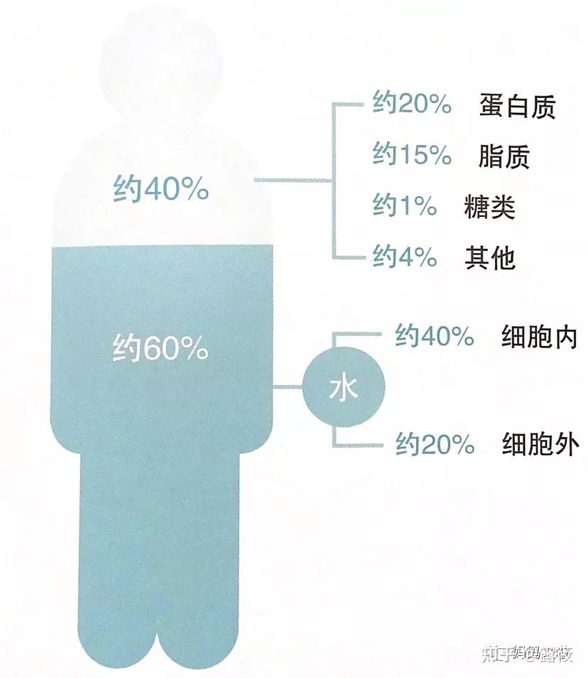 七大营养素占人体比例图片