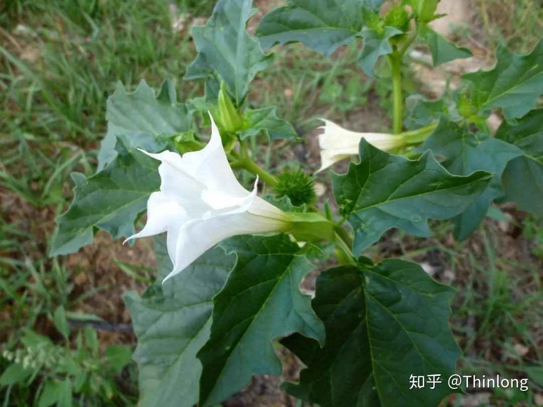 什麼是茄科植物茄科有毒嗎低碳能不能吃茄科