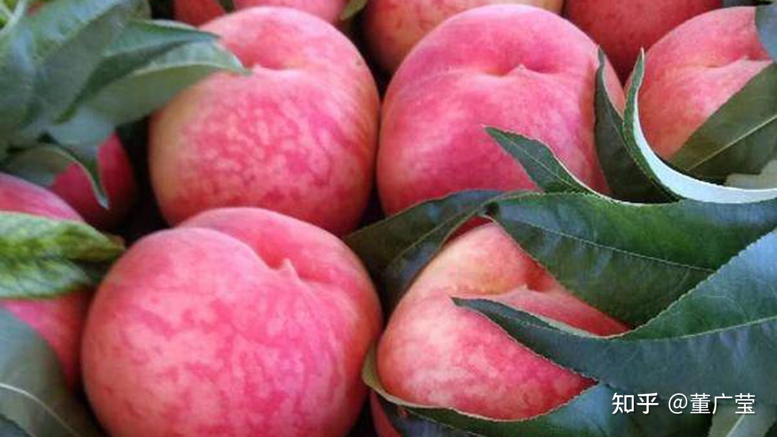 【整理】10种常见的桃子品种、产地清单_果肉_水蜜桃_山东