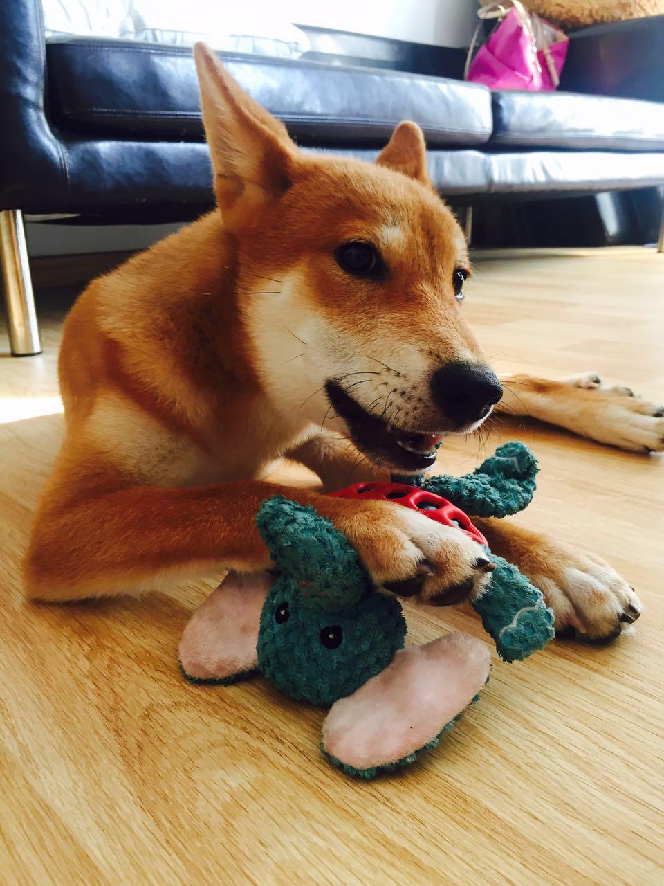 生活里有只柴犬是什么样的体验wordchaidobby之真柴假柴